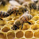 Bees in a hive